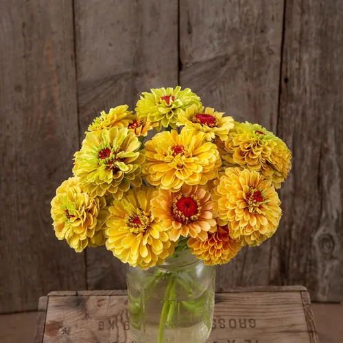 Miniatura 76 de Eden Brothers - Semillas de zinnia, cactus con flores, sin OMG, plantar en primavera, paquete, flores de bajo mantenimiento, zonas 3, 4, 5, 6, 7, 8