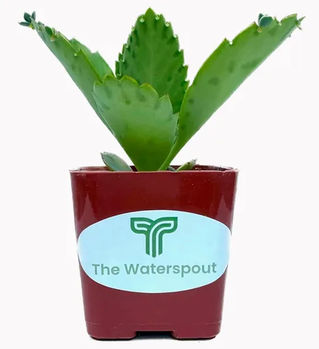 Miniatura 4 de Mother of Miles Mexican Hat Kalanchoe Diagremontiana - Planta suculenta viva en maceta de 2 pulgadas con tierra totalmente enraizada. Fácil
