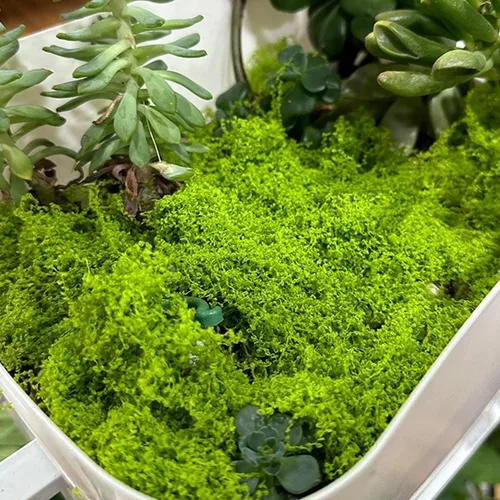 Miniatura 6 de KEYUSHOP Musgo verde falso para plantas en maceta, 5.3 onzas, musgo de reno preservado, musgo artificial decorativo para bricolaje, centros de mesa