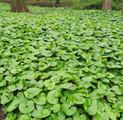 Miniatura 3 de 5 raíces de jengibre silvestre, plantas vivas de jengibre canadiense, cobertura del suelo, Asarum canadense (paquete de 5)