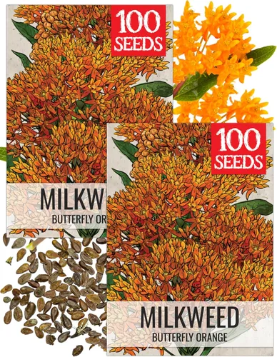 Seed Needs Semillas de algodoncillo naranja para plantar malezas de mariposa, semillas de flores perennes sin tratar para cultivar un jardín de