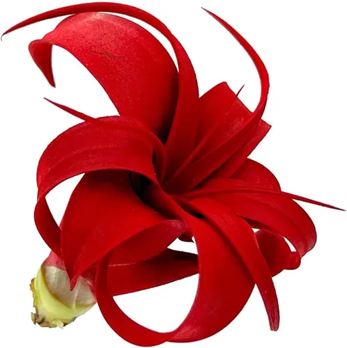 Miniatura 2 de ragnaroc Plantas de aire – Tillandsia Xerographica Pup teñido, grande 2-4 pulgadas (Jule Red) – 1ct – Llegada viva garantizada – Plantas