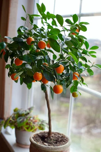 Miniatura 5 de Gardenera Mezcla de tierra de naranja prémium para naranjos saludables y productivos, perfecta para plantar, plantar y replantar