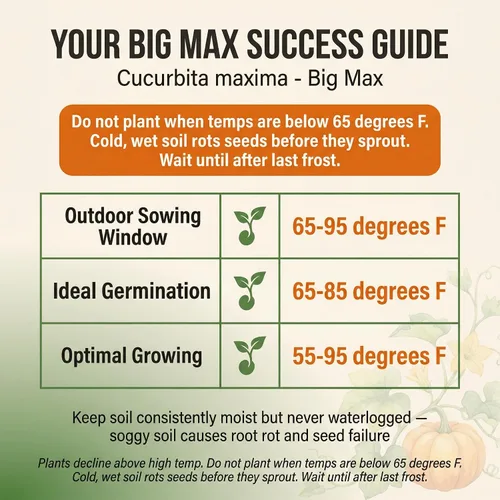Miniatura 3 de 20 semillas de calabaza para plantar, Big Max, reliquia, sin OMG, cultivadas en EE. UU., Cultivadas en EE. UU., Cultivadas para calabazas grandes