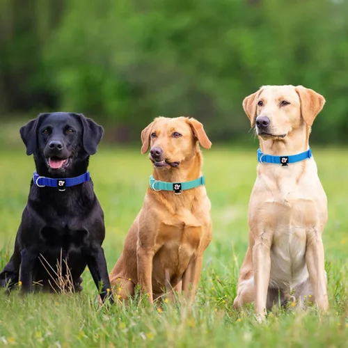 Miniatura 4 de azuza Paquete de 3 collares de perro cómodos y ajustables de nailon para perros pequeños, S (11-16 pulgadas), verde, azul y azul rey 2-4#3 Pack