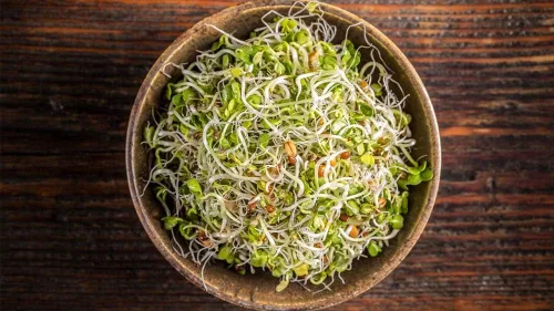 Miniatura 2 de Semillas microverdes de alfalfa, marca COOL BEANS N SPROUTS de 4 onzas, jardinería doméstica.