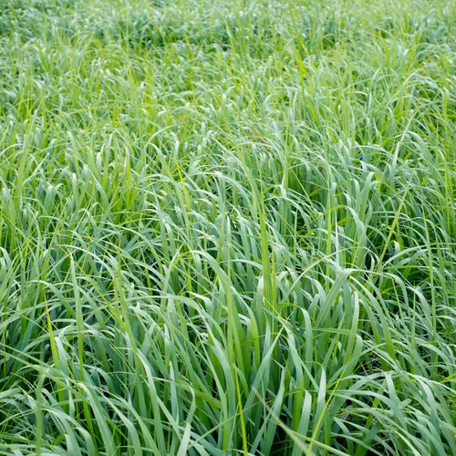 Miniatura 7 de Outsidepride Semilla de Switchgrass - 1 lb. Hierba nativa perenne, resistente a la sequía y las inundaciones, semilla de césped ideal para céspedes