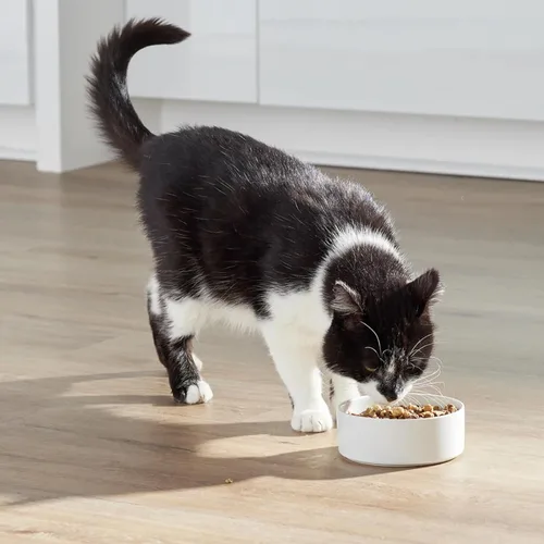 Miniatura 3 de Open Farm, RawMix Alimento seco para gatos, croquetas repletas de proteínas recubiertas en caldo de huesos con trozos crudos liofilizados, formulada