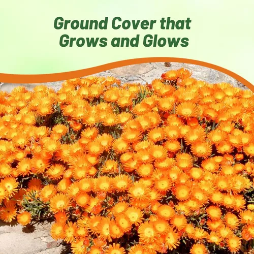 Miniatura 6 de Outsidepride Gelato - Semillas de plantas de hielo naranja – 5000 piezas de semillas perennes, tolerantes a la sequía, para plantar flores vibrantes