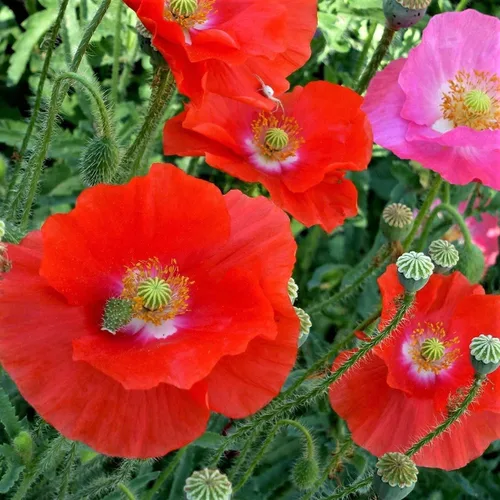 Amapola, Shirley más de 50 semillas, flor roja brillante, flores rojas de larga duración