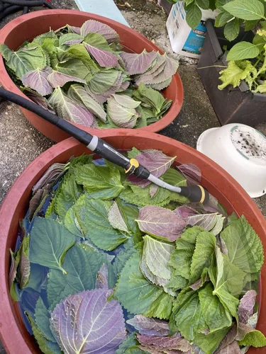 3,000 semillas de perilla shiso coreano, hierba de hoja verde púrpura, 70 días anuales por Mai's Family