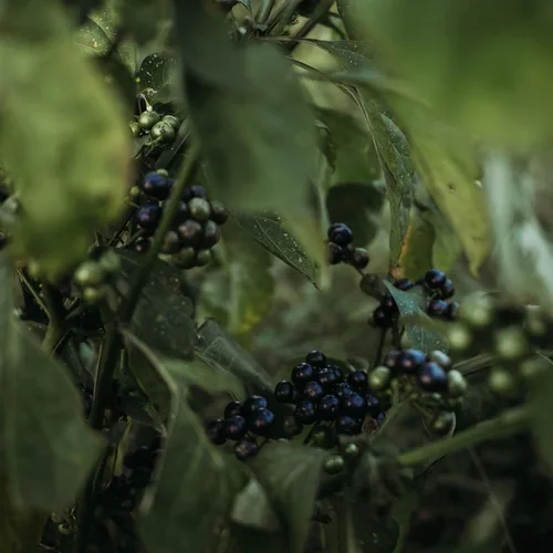 Miniatura 2 de Garden Huckleberry - 50 semillas - Variedad de bayas de reliquia, cultivadas en Estados Unidos, semillas de frutas tradicionales sin OMG