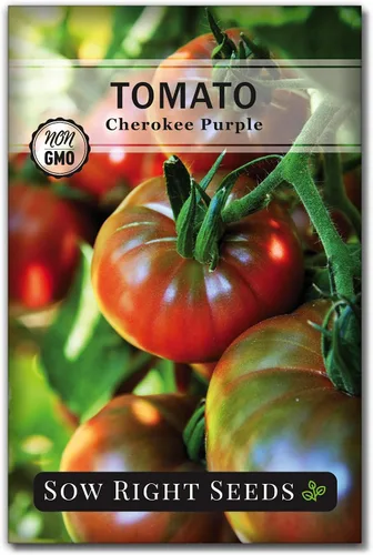 Sow Right Seeds - Semillas de tomate púrpura Cherokee para plantar - Paquete de reliquia sin OMG con instrucciones para plantar un huerto casero -