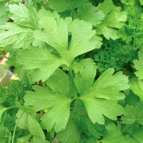 Semillas de perejil llanas o individuales, paquete de 50 semillas, sin OMG, una versión pequeña de gigante italiano con un sabor que es más rico que