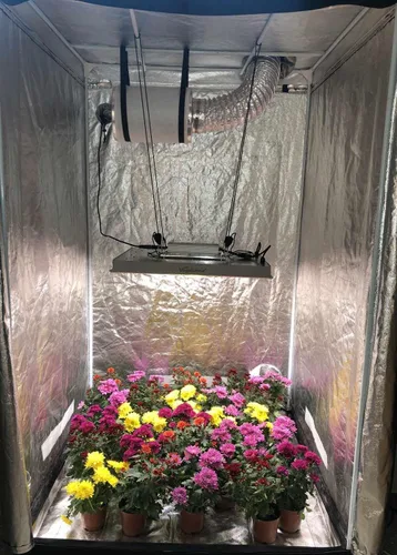 Miniatura 7 de VGP2000 - Luz LED de crecimiento con diodos UV IR real, 200 vatios, 3 x 3, 4 x 4 pies, cobertura solar de espectro completo, lámpara de cultivo LED