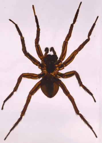 Miniatura 23 de 44mm de escorpión negro real en resina de lucite transparente cristalina, especímenes de artesanía, insectos de varios animales, colección