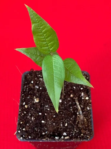Miniatura 2 de Planta de maceta de árbol frutal de uva brasileña de hoja grande Plinia Aureana de Jaboticaba blanca