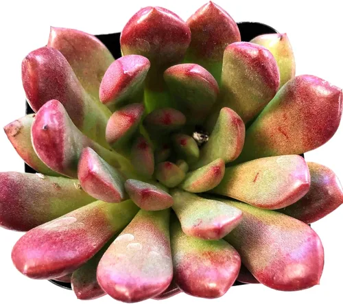Miniatura 13 de Blissful Echeveria Alpen Glow 4" Pot Live Succulent Pink Purple Rosette Plant Easy 2 Grow, Perfect for Wedding, Party Favor and Succulent