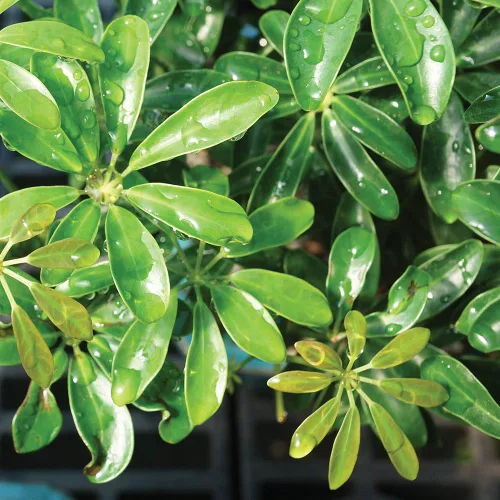 Miniatura 3 de Brussel's Bonsai Árbol Bonsái Hawaiano Umbrella Vivo - Mediano, 5 Años, 6 a 10 Pulgadas - Árbol Bonsái de Interior con Maceta de Agua para Bonsái