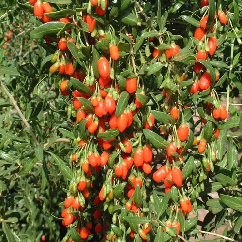 Miniatura 2 de Goji Berry 50 Semillas – Lycium Chinense/Lycium Barbarum, planta de Wolfberry china, súper fruta perenne sin OMG, semillas de bayas de Goji fáciles