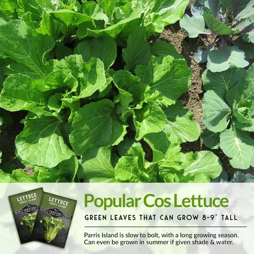 Miniatura 4 de Semillas de lechuga romana para plantar, variedad de reliquia de Parris Island Cos con cabezas crujientes y tiernas, tolerantes al calor, lechuga