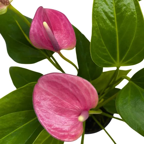 Miniatura 4 de BubbleBlooms Anthurium Purple, 4 pulgadas