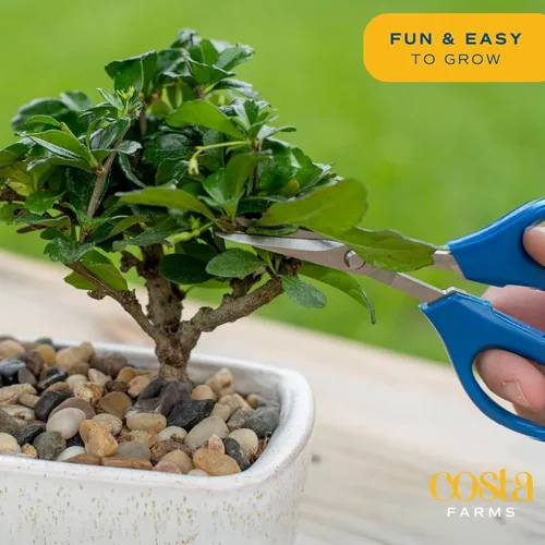 Miniatura 5 de Costa Farms - Kit de árbol bonsái vivo, incluye herramientas de bonsái, mezcla de tierra, maceta, arte y manualidades para niños y adultos, Kit