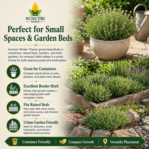 Miniatura 5 de Semillas de tomillo alemán de invierno para plantar, semillas de hierbas perennes resistentes al frío, tomillo culinario sin OMG para jardines
