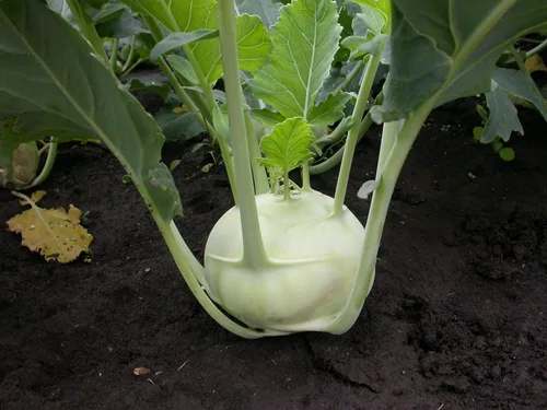 Miniatura 6 de Bienal Colinabo Gigante Col Verde No GMO Heirloom