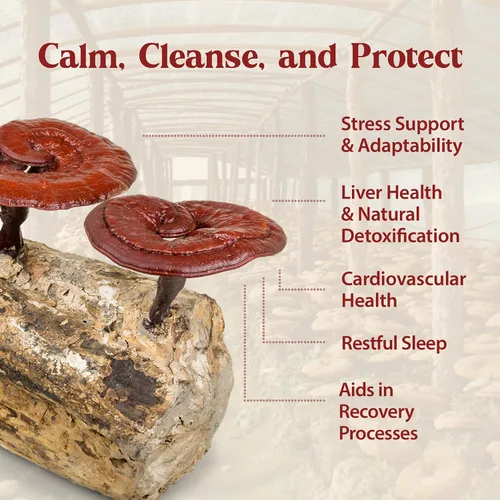 Miniatura 2 de Dragon Herbs Duanwood Reishi Drops • Suplemento de hongos • Montaña cultivada orgánicamente en troncos • Extracciones triples • para inmunidad