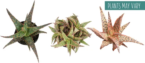 Miniatura 16 de Plantas suculentas de aloe vivo (paquete de 3), plantas suculentas viven en tierra para macetas, plantas suculentas en maceta, plantas vivas de Negro