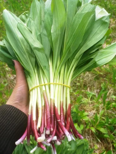 Miniatura 6 de Semillas Hierba Ramsons (Ajo Salvaje) - 50 Semillas