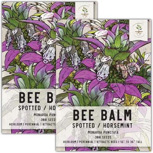 Miniatura 18 de Seed Needs Semillas de bálsamo de abeja para plantar bergamota silvestre, reliquia y flores perennes de polinización abierta para cultivar un jardín