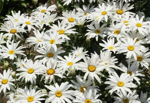 1000 semillas de flores de margarita enana de princesa plateada, sin OMG, semillas cultivadas en Estados Unidos, siempre frescas