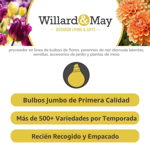 Miniatura 2 de Flor de hierba de mariposa - Raíz de flor de jardín perenne