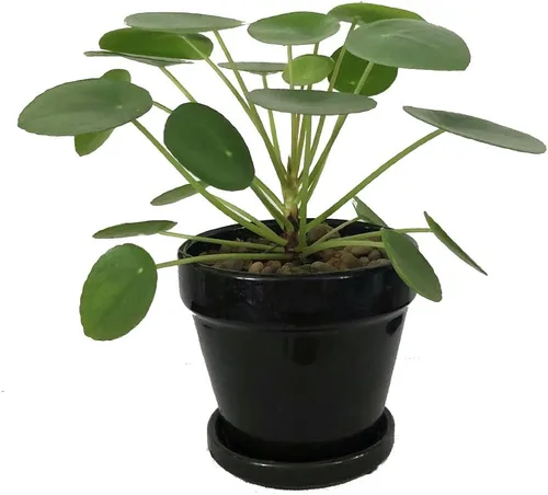 Miniatura 3 de Hirt's Gardens Planta de dinero chino - Pilea peperomioides - Maceta de 4