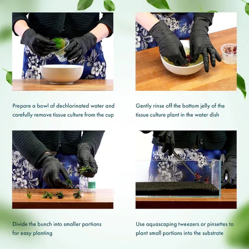 Miniatura 5 de Planta viva SubstrateSource - Hierba enana Eleocharis Belem cultivada en tejidos acuáticos para acuario - 100% libre de caracoles en copa in vitro