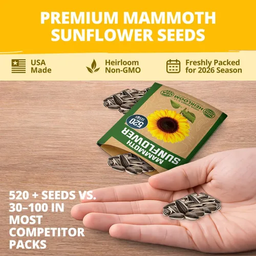 Miniatura 7 de HOME GROWN Semillas de girasol para plantar Más de 520 semillas de girasol de mamut gigante para plantar paquete a granel reliquia, alta