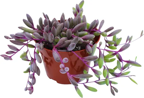Miniatura 7 de Suculenta Viva Othonna Capensis Collar de Rubí de 4 pulgadas, Plantas Suculentas Vivas, Plantas Suculentas Totalmente Enraizadas, Planta