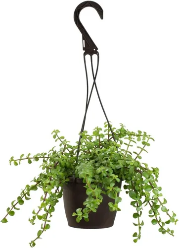 Miniatura 3 de Plantas para Mascotas - Suculentas de Orejas de Elefante Trepadoras, Plantas Colgantes Vivas, Plantas Suculentas para el Hogar, Maceta Colgante