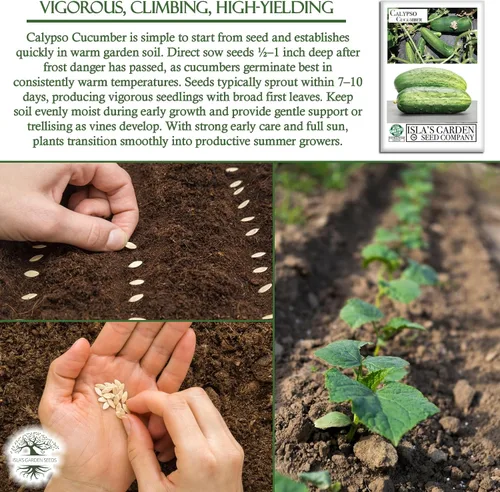 Miniatura 5 de Semillas de pepino Calypso para plantar, más de 25 semillas de reliquia por paquete, semillas de jardín de Isla (semillas de jardín de Isla)