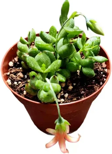Miniatura 8 de Plantas suculentas vivas (maceta de 2 pulgadas Echeveria Lovely Rose)