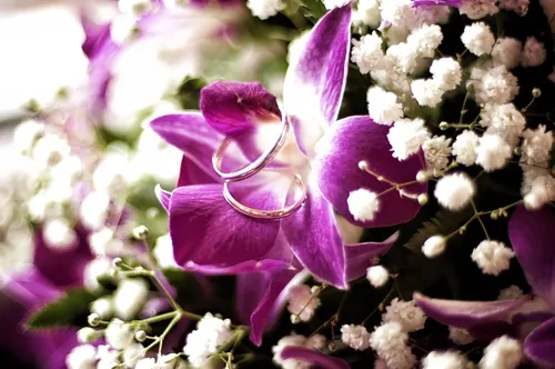 Miniatura 3 de Miami Fresh Orchid Flower OrchidClub USA Sunne Tropical Loose Bloom DIY Lei, decoración de alimentos y bebidas (50 morado)