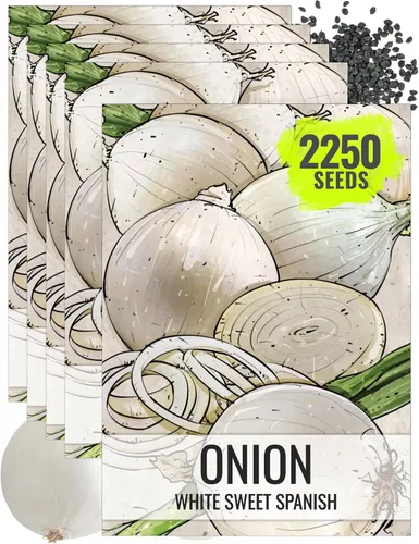 Miniatura 9 de Seed Needs Semillas de cebolla para plantar cebollas de día corto rojo burdeos, semillas de verduras sin tratar y sin OMG para plantar un jardín