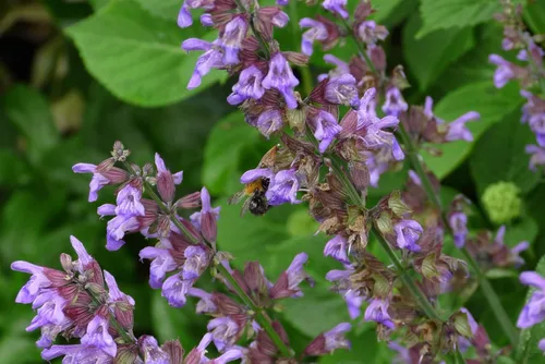 Miniatura 2 de Sage Herb 150 Semillas (Salvia officinalis) Heirloom - Sin OMG - Polinizado abierto