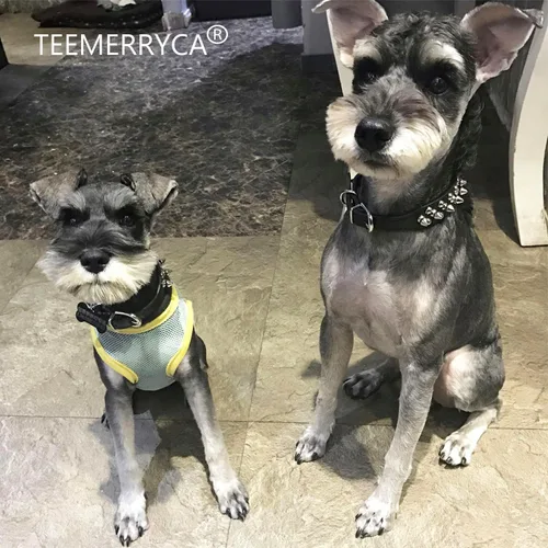Miniatura 6 de TEEMERRYCA - Collares de piel de microfibra ajustables con tachuelas para perros, con pelota chillona de regalo, para mascotas pequeñas, medianas