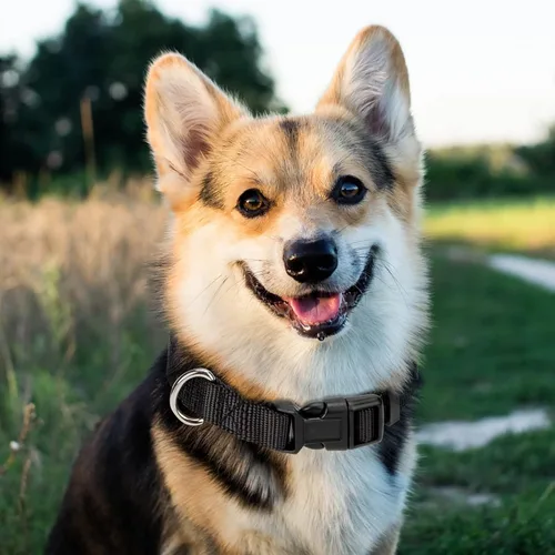 Miniatura 7 de Collar ajustable de nailon negro para perro, collar martingala para perros con hebilla de liberación rápida, collar clásico para mascotas