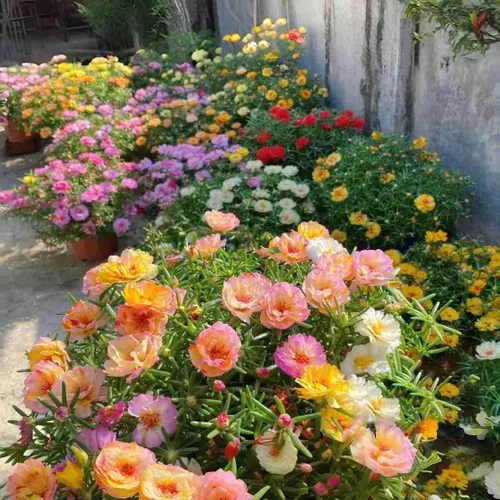 Miniatura 3 de 10000 semillas de rosa de musgo Portulaca para plantar, flores de color mixto de bajo mantenimiento, ideales para áreas cálidas y secas