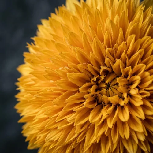 Miniatura 6 de 50 semillas de girasol Blue Teddy Bear - Impresionantes flores anuales para tu jardín sin OGM herencia del jardín - Instrucciones de plantación
