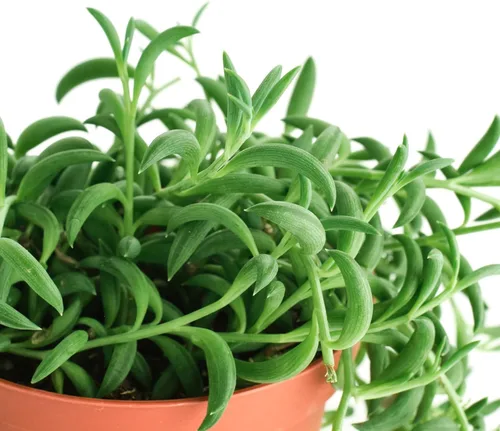 Miniatura 2 de Shop Succulents Cadena de plátanos colgantes suculentas, Senecio Radicans, planta suculenta viva de 4 pulgadas totalmente arraigada, planta